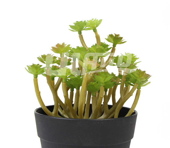 假多肉植物SW-0085
